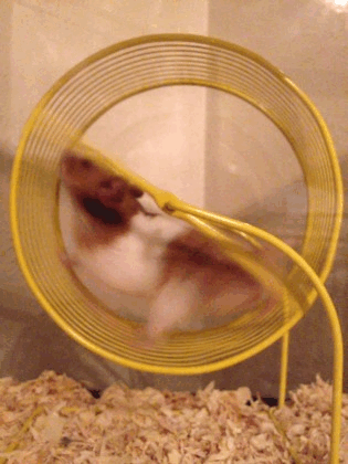 Hamster Wheel GIF - Hamster Wheel GIFs