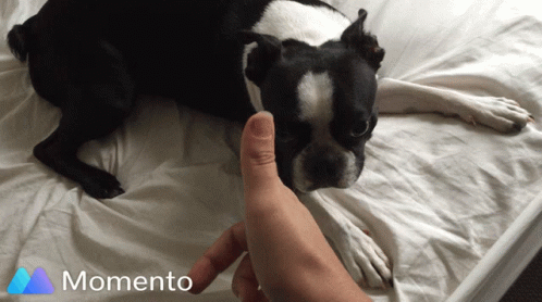 Boston Terrier Play Dead GIF - Boston Terrier Play Dead Bang GIFs