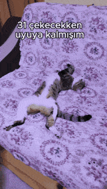 a cat is laying on its back on a couch with a purple floral blanket