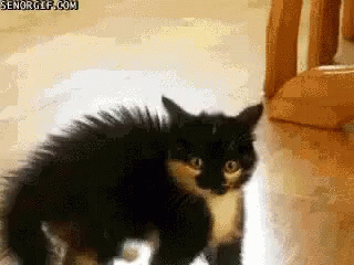 Scared Cat GIF - Scared Cat Back Up GIFs