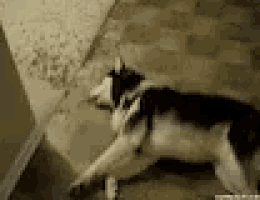 a husky dog is laying on the floor in a hallway .