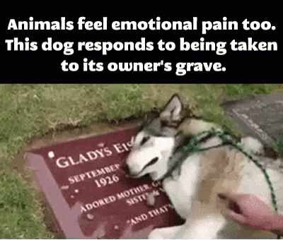Dog Crying GIF - Dog Crying Sad GIFs