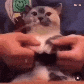 a cat is being held by a person 's hands .