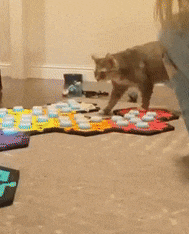 a cat is walking across a colorful puzzle mat