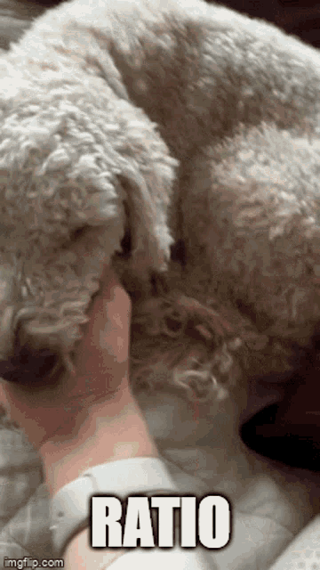 a person petting a white dog with the word ratio written below it