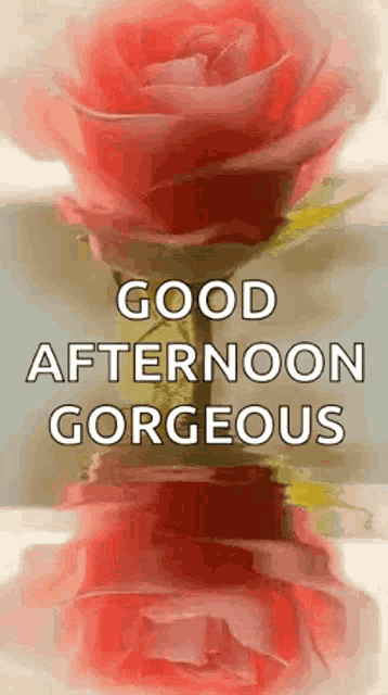 a picture of a rose with the words `` good afternoon gorgeous '' written on it .