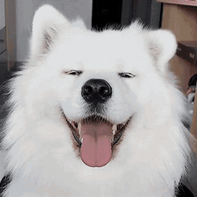 White Dog Cute GIF - White Dog Cute Dog GIFs