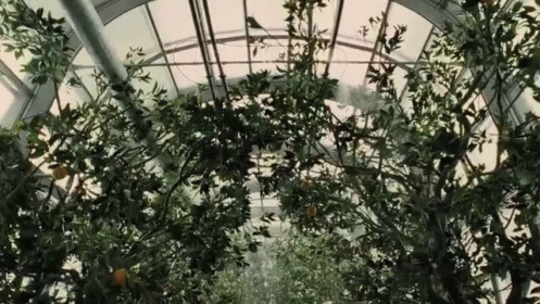 Snowpiercer GIF - Snowpiercer Greenhouse Oranges GIFs