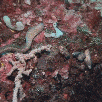 a coral reef with a snake swimming in the water