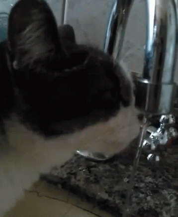 Cat Drink GIF - Cat Drink Thirsty GIFs