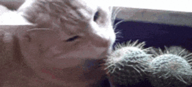 a close up of a cat licking a cactus .