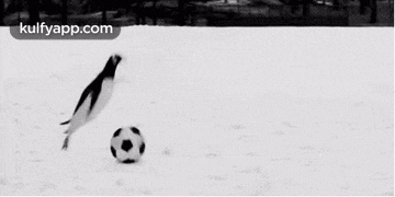 a black and white photo of a penguin kicking a soccer ball .