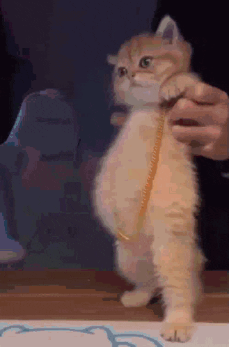 a person is measuring a kitten 's belly with a tape measure