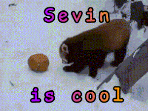Sevin Is Cool Red Panda GIF - Sevin Is Cool Sevin Red Panda GIFs