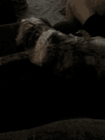 a small dog is laying on a couch with a person behind it