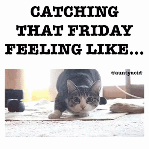 Oh Yess Catching That Friday Feeling Like GIF - Oh Yess Catching That Friday Feeling Like Cat GIFs
