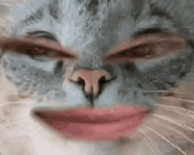 a close up of a cat 's face with lipstick on it .