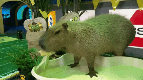 Capybara Eating GIF - Capybara Eating Corn GIFs