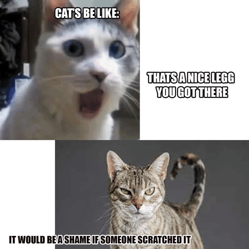 Cat Memes Pain GIF - Cat Memes Pain GIFs
