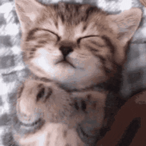 a close up of a kitten sleeping on a bed .