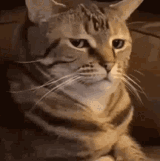 Spam Cat GIF - Spam Cat GIFs