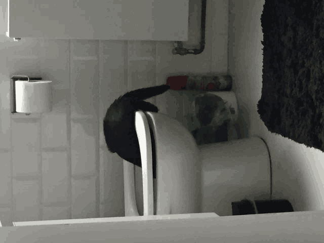 a black cat is sitting on a white toilet