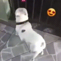 a white dog with a black collar is standing next to a yellow smiley face with hearts on its eyes .