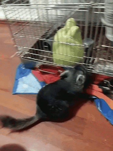 a chinchilla is laying on the floor in a cage next to a pumpkin