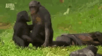 a group of chimpanzees are sitting on top of each other on the grass .
