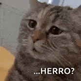a close up of a cat looking at the camera with the words `` herro '' written next to it .