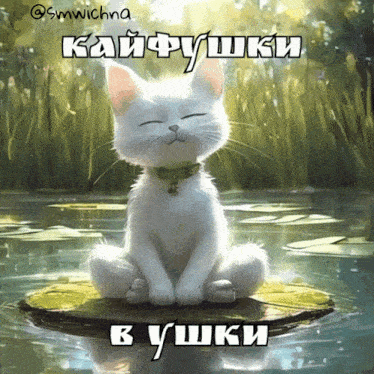 a white cat sits on a lily pad in a pond