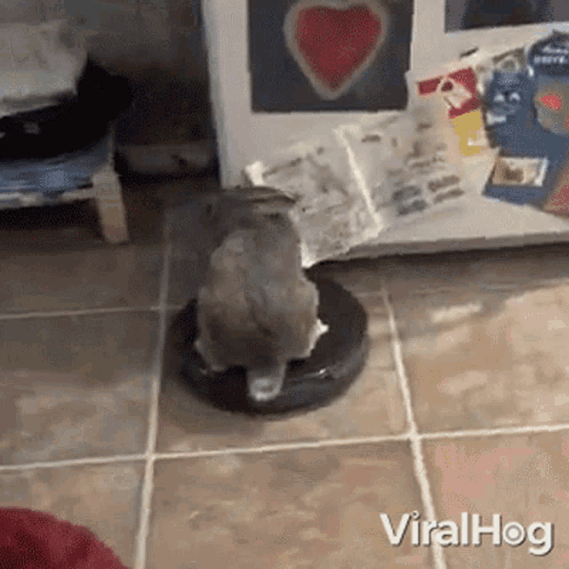 Riding A Vacuum Cleaner Viralhog GIF - Riding A Vacuum Cleaner Viralhog Get On The Vacuum Cleaner GIFs