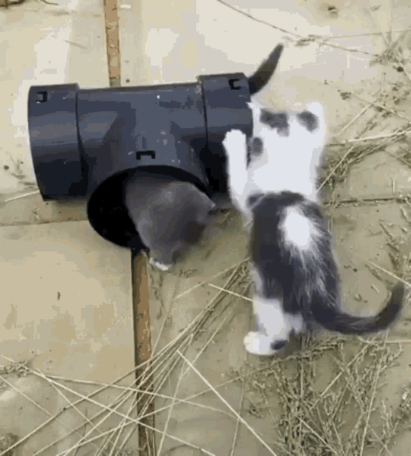 Cat Pipe GIF