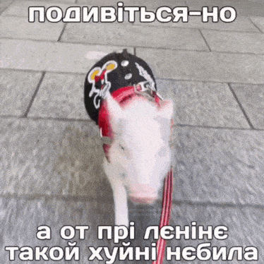 a picture of a pig on a leash with a caption in foreign language