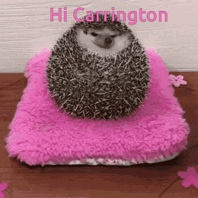 Hi Carrington GIF - Hi Carrington GIFs