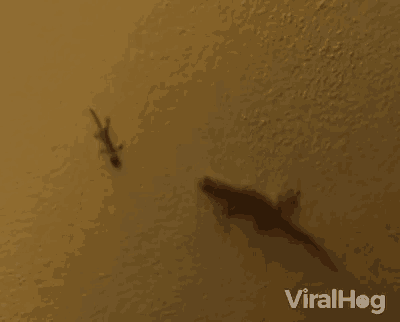Lizard Fight Angry Parent GIF - Lizard Fight Angry Parent Violent GIFs
