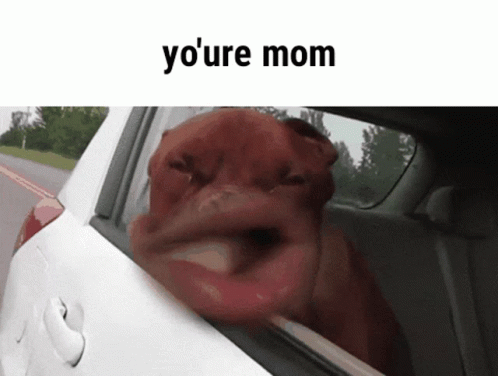 Youre Mom Ur Mom GIF - Youre Mom Ur Mom Funny Dog GIFs