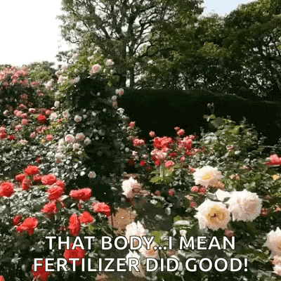 a garden filled with lots of red and white roses with the words `` that body ... i mean fertilizer did good '' .
