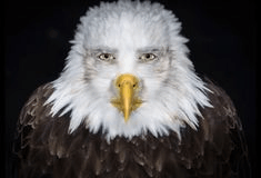 Eagle Face GIF - Eagle Face Meme GIFs