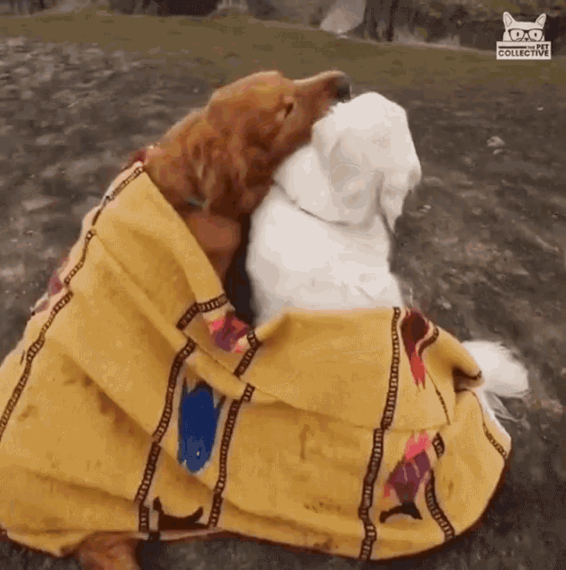 two dogs wrapped in a yellow blanket with the word collective on the bottom right