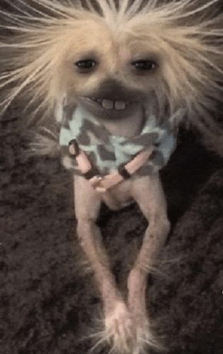 a dog with a wig on its head is wearing a sweater and a necklace .