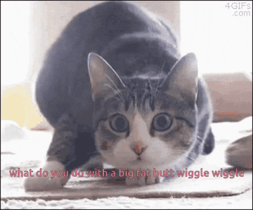 a cat is crawling on the floor with the words what do you do with a big fat butt wiggle wiggle