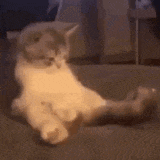 a cat is laying on a couch with its legs crossed .