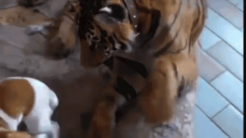 The Unlikeliest Of Friends GIF - Dog Tiger Puppy GIFs