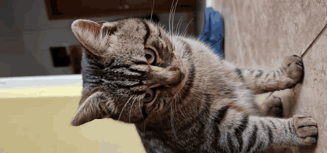 a cat is laying on a tiled floor and looking up at the camera