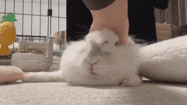 a person is petting a white rabbit with a toy in the background