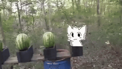 a cat is standing next to a row of watermelons in pots .