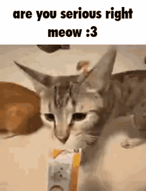Are You Serious Right Meow Are You Serious Right Meow Gif GIF - Are You Serious Right Meow Are You Serious Right Meow Gif GIFs