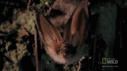 Looking Around Worlds Weirdest GIF - Looking Around Worlds Weirdest Bat Appreciation Day GIFs