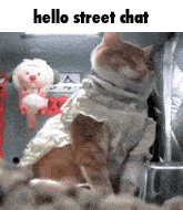 a cat wearing a white shirt is sitting next to a faucet and says hello street chat .